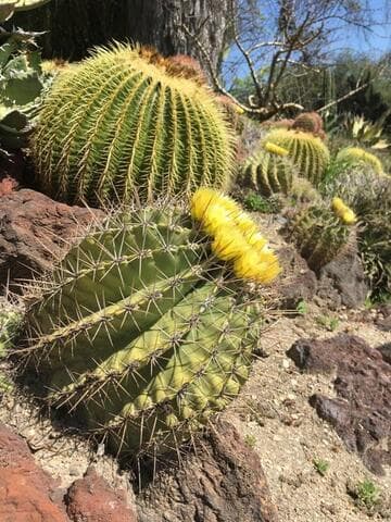 Ferocactus echidne var. echidne