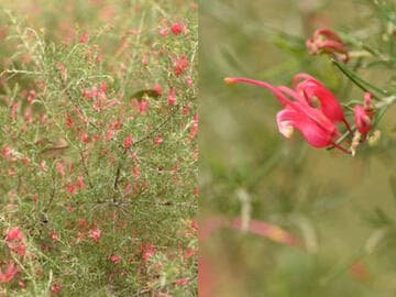 Grevillea rosmarinifolia 'Scarlet Sprite'