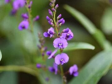 Hardenbergia violacea 'Baby Purple'