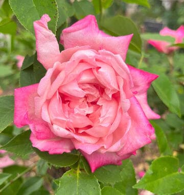 Rosa 'Anna Jung'