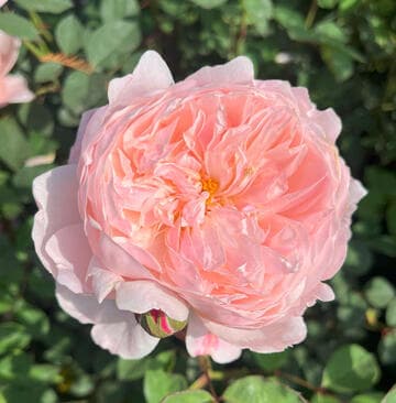 Rosa 'Alnwick Castle'