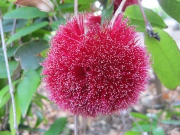 Syzygium wilsonii