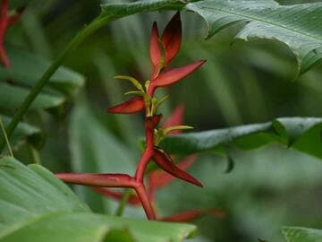 Heliconia
