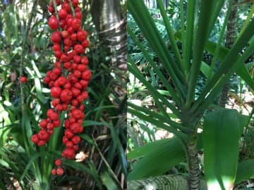 Cordyline petiolaris