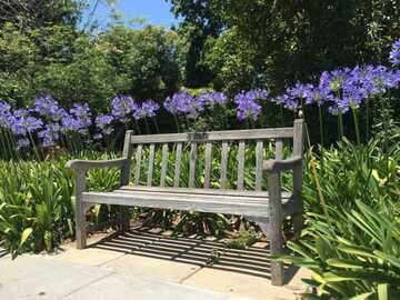 Agapanthus orientalis 'Huntington Blue'