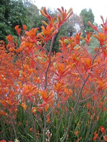 Anigozanthos 'Gold Fever'
