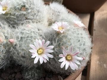 Mammillaria plumosa