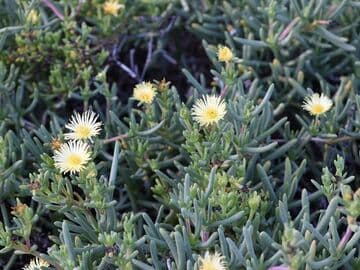 Leipoldtia frutescens