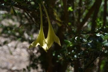 Catesbaea spinosa