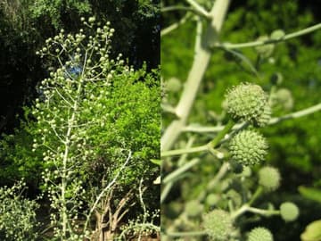 Eryngium bromelifolium