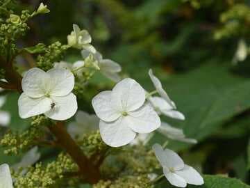 Hydrangea quercifolia 'Alice'