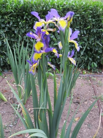 Iris spuria 'Moonless Night'