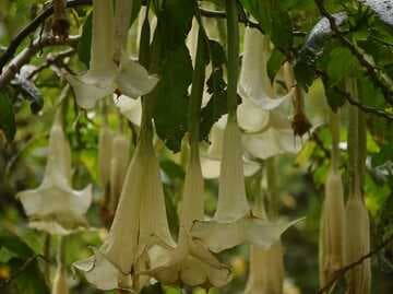 Brugmansia versicolor
