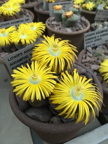 Lithops aucampiae ssp. aucampiae var. aucampiae