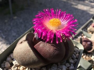 Pleiospilos nelii 'Royal Flush'