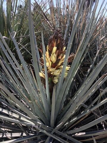 Yucca baccata