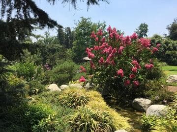 Lagerstroemia indica 'Watermelon Pink'