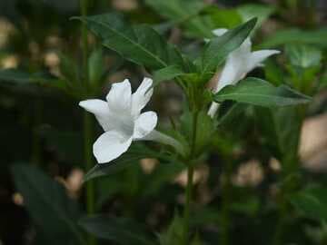 Barleria cristata 'Alba'