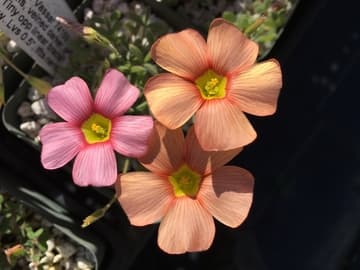 Oxalis obtusa