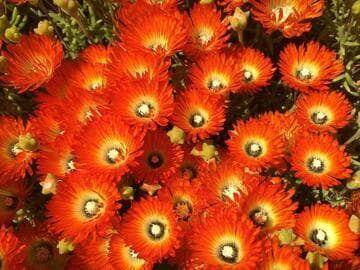 Drosanthemum speciosum