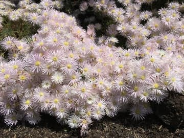 Lampranthus 'Pink Ice'