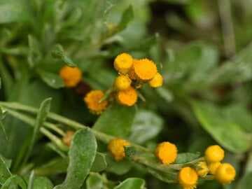 Chrysocephalum apiculatum 'Silver and Gold'