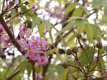 Ungnadia speciosa