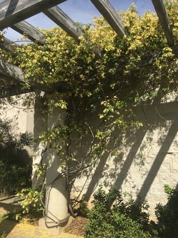 Pandorea pandorana 'Lemon Bells'