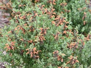 Salvia africana-lutea