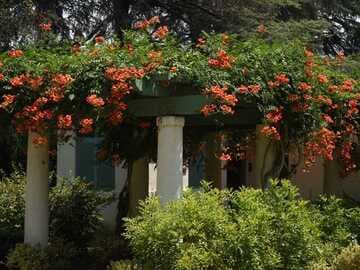Campsis x tagliabuana 'Madame Galen'