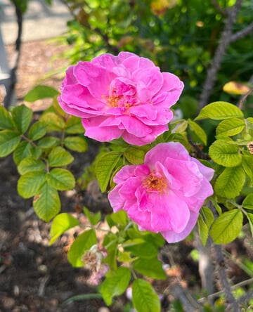 Rosa 'Sarah Van Fleet'
