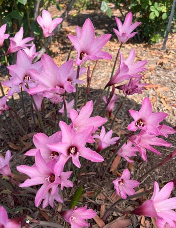 Habranthus robustus 'Russell Manning'