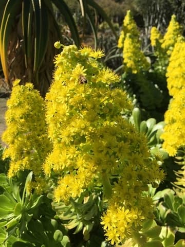 Aeonium arboreum var. arboreum