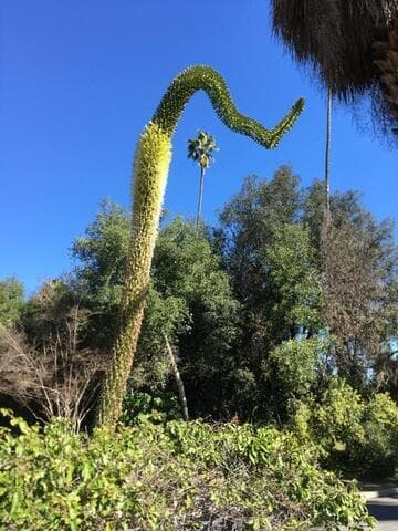 Agave attenuata (hybrid)