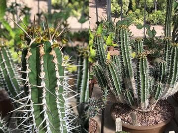 Euphorbia officinarum var. beaumieriana