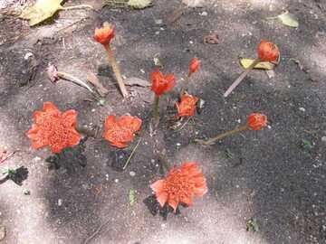 Haemanthus coccineus