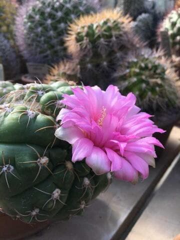 Gymnocalycium denudatum 'Pink Beauty'