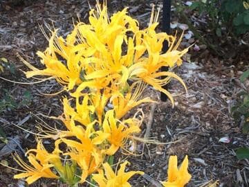 Lycoris aurea