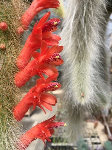 Cleistocactus winteri ssp. colademono