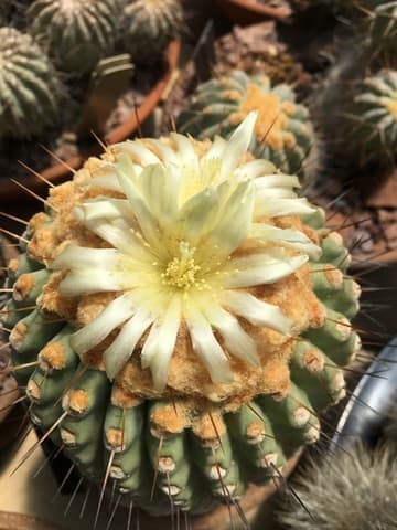 Copiapoa cinerea ssp. haseltoniana