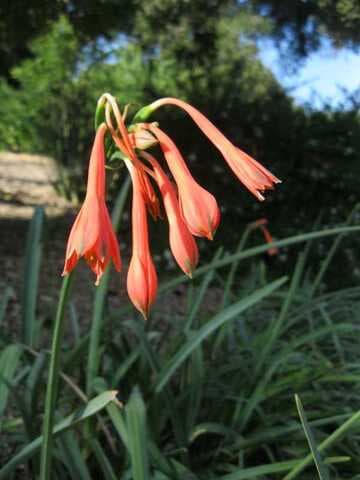 Stenomesson incarnatum