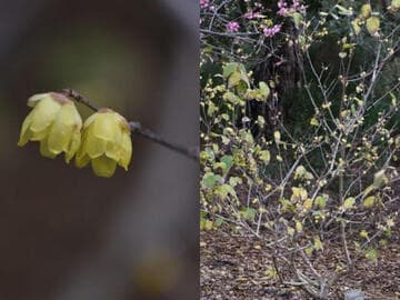 Chimonanthus praecox