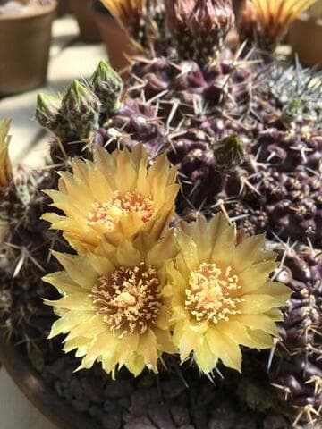 Eriosyce taltalensis ssp. echinus