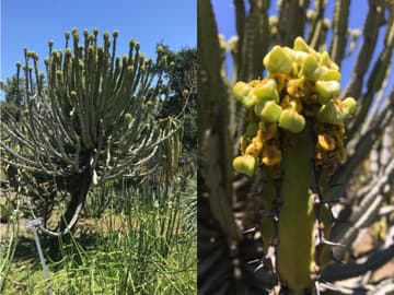 Euphorbia zoutpansbergensis