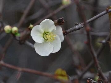 Chaenomeles speciosa