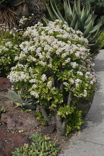Crassula ovata 'Obliqua'
