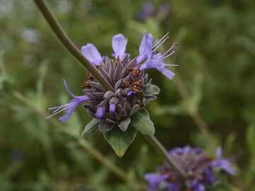 Salvia mellifera