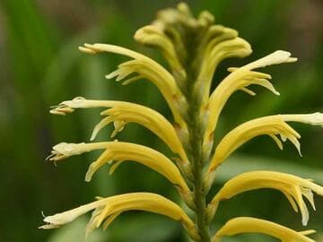 Chasmanthe floribunda var. duckittii