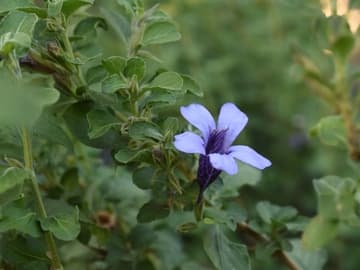 Dyschoriste thunbergiiflora