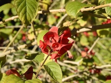 Holmskioldia sanguinea